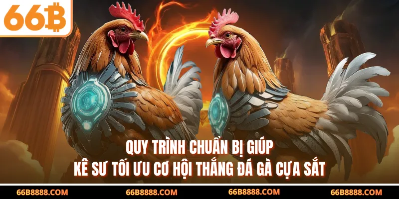 Quy trình chuẩn bị giúp kê sư tối ưu cơ hội thắng đá gà cựa sắt